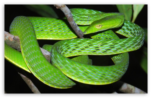 Oriental Vine Snake Ahaetulla Prasina Among the Branches UltraHD Wallpaper for UHD 16:9 ; HD 16:9 ; UltraWide 21:9 24:10 32:9 32:10 ; Widescreen 16:10 5:3 ; Fullscreen 4:3 5:4 3:2 ; Tablet 1:1 ; Dual 16:10 5:3 16:9 4:3 5:4 3:2 ;