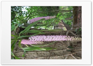 Orkid Of Assam. India 4K UHD Wallpaper for Widescreen and UltraWide Desktop, UltraHD TV, Smartphone, Tablet