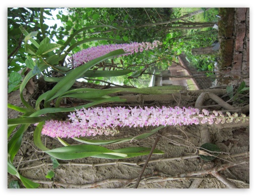 Orkid Of Assam. India UltraHD Wallpaper for Fullscreen 4:3 ;