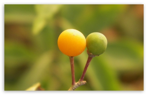 Ornamental Orange UltraHD Wallpaper for UHD 16:9 ; HD 16:9 ; Widescreen 16:10 5:3 ; Fullscreen 4:3 ;
