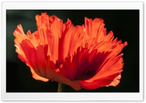Ornamental Poppy Ultra HD Wallpaper for 4K UHD Widescreen desktop, tablet & smartphone