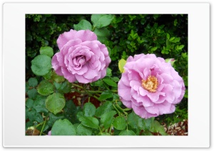 Our Roses 4K UHD Wallpaper for Widescreen and UltraWide Desktop, UltraHD TV, Smartphone, Tablet