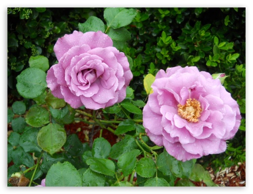 Our Roses UltraHD Wallpaper for Fullscreen 4:3 ;