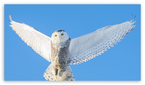 Owl UltraHD Wallpaper for HD 16:9 ;