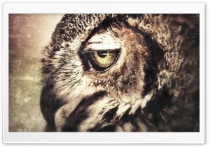 Owl Art Ultra HD Wallpaper for 4K UHD Widescreen desktop, tablet & smartphone