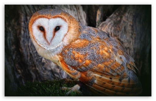 Owl Bird UltraHD Wallpaper for Widescreen 16:10 ;