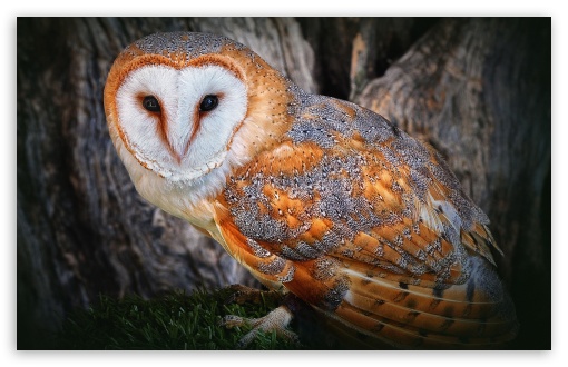 Owl Bird UltraHD Wallpaper for Wide 16:10 Widescreen WHXGA WQXGA WUXGA WXGA ;