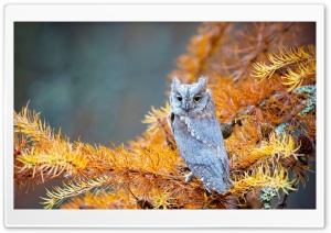 Owl Bird Ultra HD Wallpaper for 4K UHD Widescreen desktop, tablet & smartphone