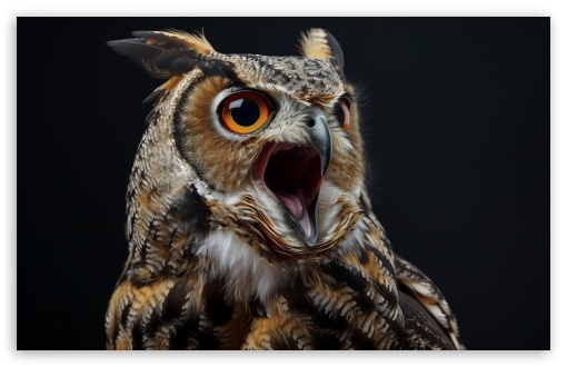 Owl, Bird, Black Background, Macro, Beautiful, Wild UltraHD Wallpaper for UHD 16:9 ; HD 16:9 ; UltraWide 21:9 24:10 ; Widescreen 16:10 5:3 ; Fullscreen 4:3 5:4 3:2 ; Tablet 1:1 ; Mobile 10:16 2:3 3:5 3:4 ;