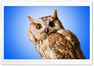 Owl Blue Ultra HD Wallpaper for 4K UHD Widescreen desktop, tablet & smartphone