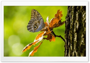 Owl Butterfly Ultra HD Wallpaper for 4K UHD Widescreen desktop, tablet & smartphone