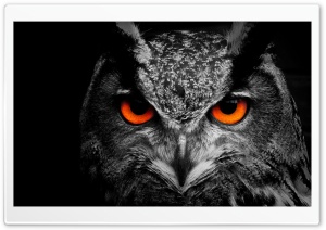 Owl Eye Ultra HD Wallpaper for 4K UHD Widescreen desktop, tablet & smartphone