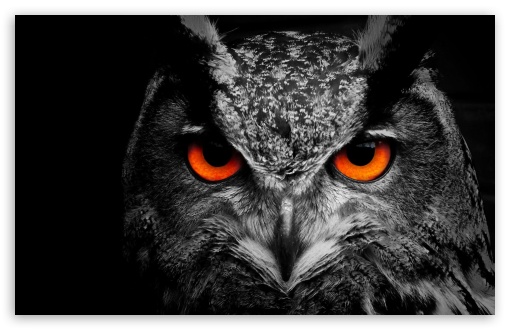 Owl Dark Glowing Eyes HD Artist 4k Wallpapers Images Backgrounds  Photos and Pictures