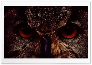 Owl Face Ultra HD Wallpaper for 4K UHD Widescreen desktop, tablet & smartphone