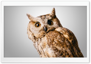 Owl Gray Ultra HD Wallpaper for 4K UHD Widescreen desktop, tablet & smartphone