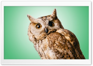 Owl Green Ultra HD Wallpaper for 4K UHD Widescreen desktop, tablet & smartphone