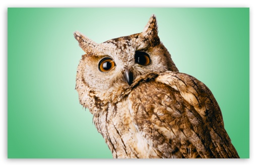 Owl Green UltraHD Wallpaper for Wide 16:10 5:3 Widescreen WHXGA WQXGA WUXGA WXGA WGA ; 8K UHD TV 16:9 Ultra High Definition 2160p 1440p 1080p 900p 720p ; UHD 16:9 2160p 1440p 1080p 900p 720p ; Standard 4:3 5:4 3:2 Fullscreen UXGA XGA SVGA QSXGA SXGA DVGA HVGA HQVGA ( Apple PowerBook G4 iPhone 4 3G 3GS iPod Touch ) ; Tablet 1:1 ; iPad 1/2/Mini ; Mobile 4:3 5:3 3:2 16:9 5:4 - UXGA XGA SVGA WGA DVGA HVGA HQVGA ( Apple PowerBook G4 iPhone 4 3G 3GS iPod Touch ) 2160p 1440p 1080p 900p 720p QSXGA SXGA ;