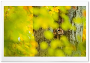Owl Hidden in a Camouflaged Tree Hollow 4K UHD Wallpaper for Widescreen and UltraWide Desktop, UltraHD TV, Smartphone, Tablet