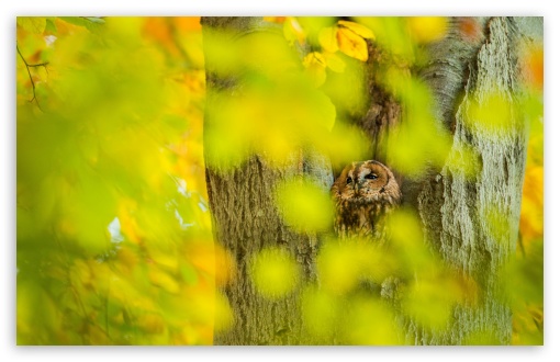 Owl Hidden in a Camouflaged Tree Hollow UltraHD Wallpaper for UHD 16:9 ; HD 16:9 ; UltraWide 21:9 24:10 32:9 32:10 ; Widescreen 16:10 5:3 ; Fullscreen 4:3 5:4 3:2 ; Tablet 1:1 ; Mobile 9:16 9:19.5 9:20 10:16 2:3 3:5 3:4 ; Dual 16:10 5:3 16:9 4:3 5:4 3:2 ;