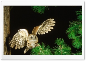 Owl In The Fir Tree Ultra HD Wallpaper for 4K UHD Widescreen desktop, tablet & smartphone