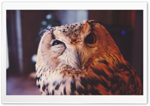 Owl Meme Ultra HD Wallpaper for 4K UHD Widescreen desktop, tablet & smartphone