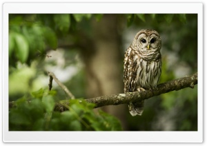 Owl On A Branch Ultra HD Wallpaper for 4K UHD Widescreen desktop, tablet & smartphone