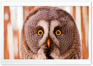 Owl Portrait Ultra HD Wallpaper for 4K UHD Widescreen desktop, tablet & smartphone