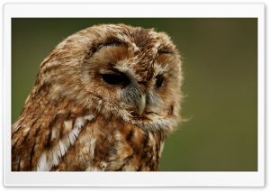 Owl, Portrait, Bird, Predator, Mysterious Eyes, Silent Hunter 4K UHD Wallpaper for Widescreen and UltraWide Desktop, UltraHD TV, Smartphone, Tablet