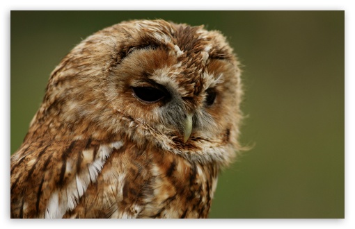 Owl, Portrait, Bird, Predator, Mysterious Eyes, Silent Hunter UltraHD Wallpaper for UHD 16:9 ; HD 16:9 ; UltraWide 21:9 24:10 ; Widescreen 16:10 5:3 ; Fullscreen 4:3 5:4 3:2 ; Tablet 1:1 ; Mobile 9:16 9:19.5 9:20 9:21 9:22 10:16 2:3 3:5 3:4 ;