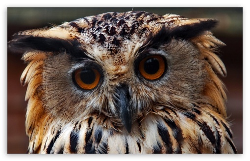 Owl Predator Close Up UltraHD Wallpaper for 8K UHD TV 16:9 Ultra High Definition 2160p 1440p 1080p 900p 720p ; Widescreen 16:10 5:3 WHXGA WQXGA WUXGA WXGA WGA ; Fullscreen 4:3 5:4 3:2 UXGA XGA SVGA QSXGA SXGA DVGA HVGA HQVGA ( Apple PowerBook G4 iPhone 4 3G 3GS iPod Touch ) ; Tablet 1:1 ;