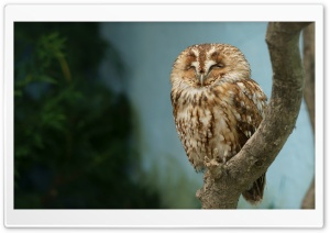 Owl, Sleeping, Bird, Predator, Wildlife, Resting, Branch, Close-up 4K UHD Wallpaper for Widescreen and UltraWide Desktop, UltraHD TV, Smartphone, Tablet