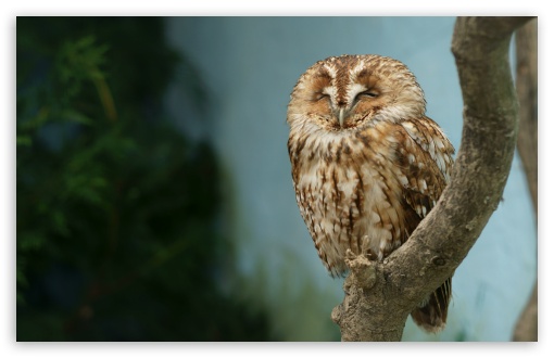 Owl, Sleeping, Bird, Predator, Wildlife, Resting, Branch, Close-up UltraHD Wallpaper for UHD 16:9 ; HD 16:9 ; UltraWide 21:9 24:10 ; Widescreen 16:10 5:3 ; Fullscreen 4:3 5:4 3:2 ; Tablet 1:1 ; Mobile 9:16 10:16 2:3 3:5 3:4 ;