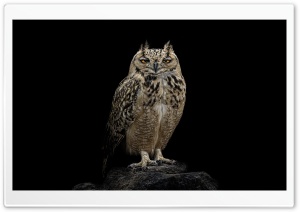 Owl with Big Golden Eyes on Black Background 4K UHD Wallpaper for Widescreen and UltraWide Desktop, UltraHD TV, Smartphone, Tablet