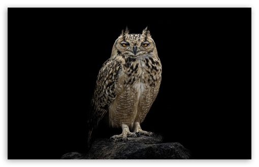 Owl with Big Golden Eyes on Black Background UltraHD Wallpaper for UHD 16:9 ; HD 16:9 ; Widescreen 16:10 ; Tablet 1:1 ; Mobile 9:16 9:19.5 ;