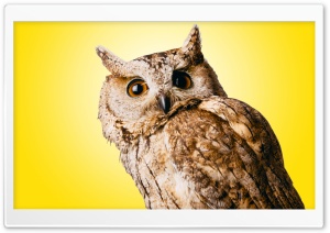 Owl Yellow Ultra HD Wallpaper for 4K UHD Widescreen desktop, tablet & smartphone
