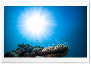 Pacific Ocean Underwater Animals Ultra HD Wallpaper for 4K UHD Widescreen desktop, tablet & smartphone