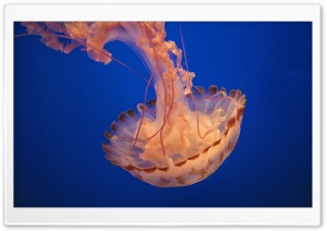 Pacific Sea Nettle Ultra HD Wallpaper for 4K UHD Widescreen desktop, tablet & smartphone