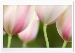 Painterly Tulips Ultra HD Wallpaper for 4K UHD Widescreen desktop, tablet & smartphone