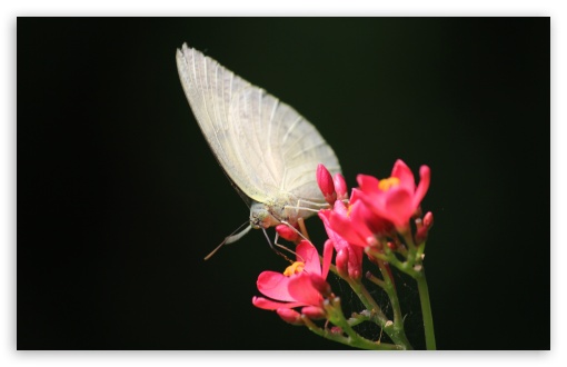 Pale Grass Butterfly UltraHD Wallpaper for UHD 16:9 ; HD 16:9 ; Widescreen 16:10 5:3 ; Fullscreen 4:3 5:4 3:2 ; Tablet 1:1 ;