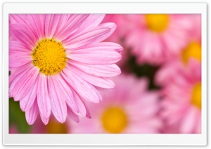 Pale Pink Chrysanthemum in Full Bloom Ultra HD Wallpaper for 4K UHD Widescreen desktop, tablet & smartphone