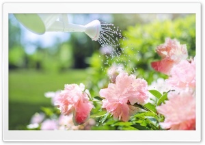 Pale Pink Peonies Flowers Ultra HD Wallpaper for 4K UHD Widescreen desktop, tablet & smartphone
