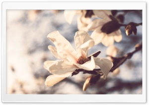 Pale Spring Flowers Ultra HD Wallpaper for 4K UHD Widescreen desktop, tablet & smartphone