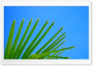 Palm Ultra HD Wallpaper for 4K UHD Widescreen desktop, tablet & smartphone