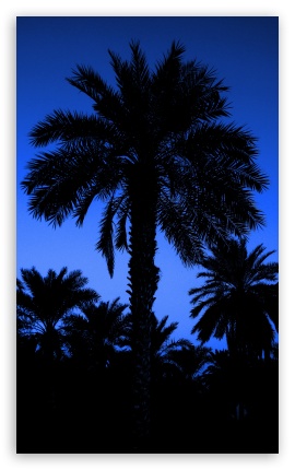 palm UltraHD Wallpaper for Mobile 9:16 3:5 ;