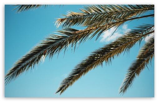 Palm UltraHD Wallpaper for HD 16:9 ; UltraWide 21:9 24:10 ; Widescreen 16:10 5:3 ; Fullscreen 4:3 5:4 3:2 ; Tablet 1:1 ;