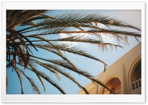 Palm Ultra HD Wallpaper for 4K UHD Widescreen desktop, tablet & smartphone