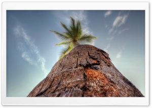 Palm Tree Ultra HD Wallpaper for 4K UHD Widescreen desktop, tablet & smartphone
