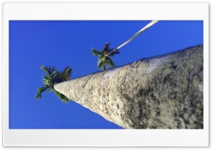 Palm Tree 4K UHD Wallpaper for Widescreen and UltraWide Desktop, UltraHD TV, Smartphone, Tablet