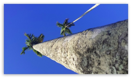 Palm Tree UltraHD Wallpaper for UHD 16:9 ; HD 16:9 ;