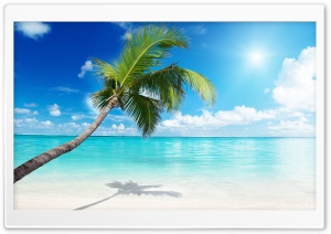 Palm Tree Beach Ultra HD Wallpaper for 4K UHD Widescreen desktop, tablet & smartphone